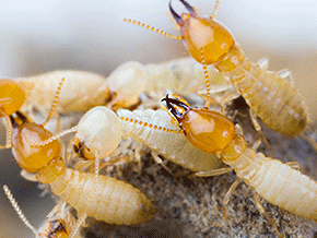 Termite Control - Pest Control Johor