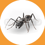 Carpenter Ants- Pest Control Johor